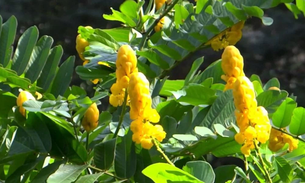 Το βότανο που βάζει ''φρένο'' στην δυσκοιλιότητα